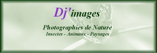 Dj'images - Photographies